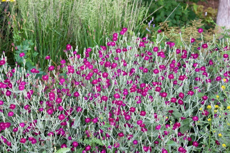 Nahaufnahme von Vexiernelken im Garten.