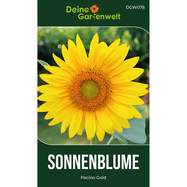 Samentüte für Sonnenblumen Pacino Gold von Deine Gartenwelt mit einer blühenden Sonnenblume.