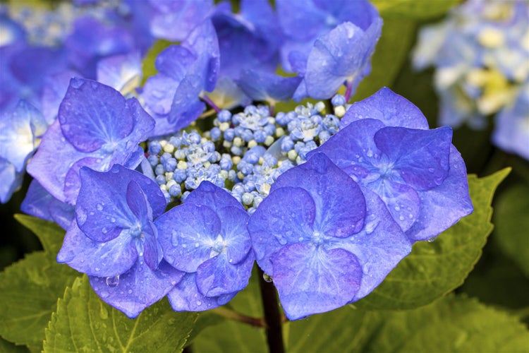 Nahaufnahme einer blauen Hortensienblüte mit Wassertropfen