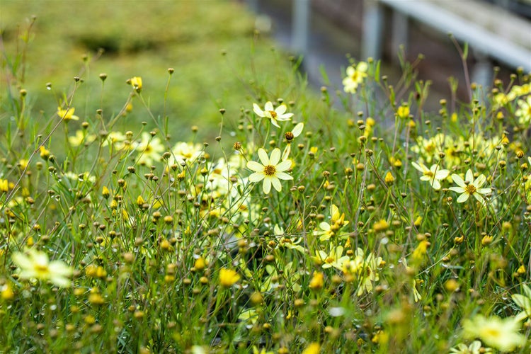 Feld von gelben Coreopsis-Blumen im Garten