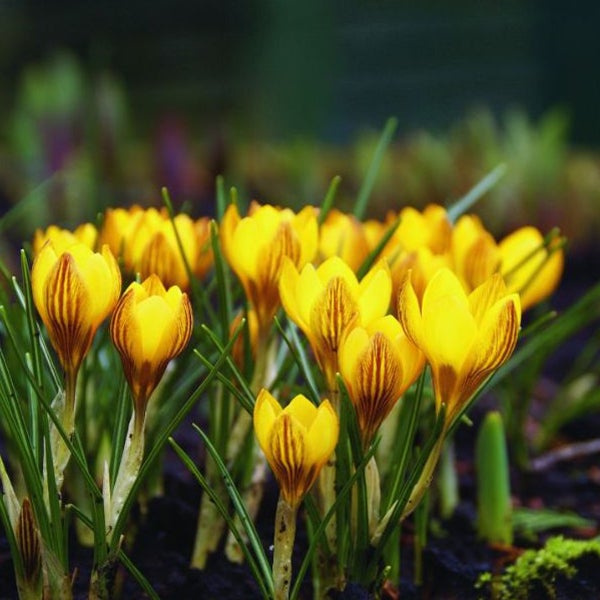 Gruppe gelber Krokusse im Garten