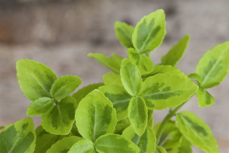 Euonymus fortunei 'Emerald'n Gold', Spindelstrauch, ca. 9x9 cm Topf