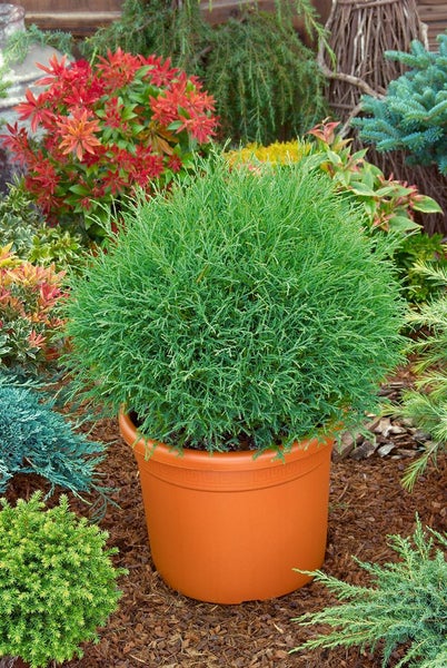 Thuja occidentalis 'Mr.Bowling Ball', kugelförmig, 15–20 cm