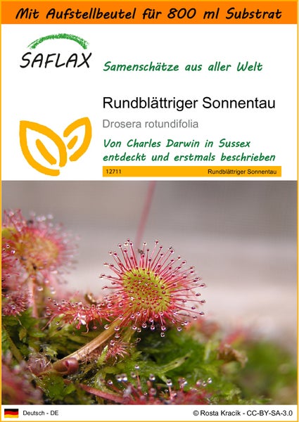 SAFLAX Garden in the bag - Rundblättriger Sonnentau - Drosera rotundifolia - 50 Samen - Mit Anzuchtsubstrat im praktischen, selbst aufstellenden Beutel