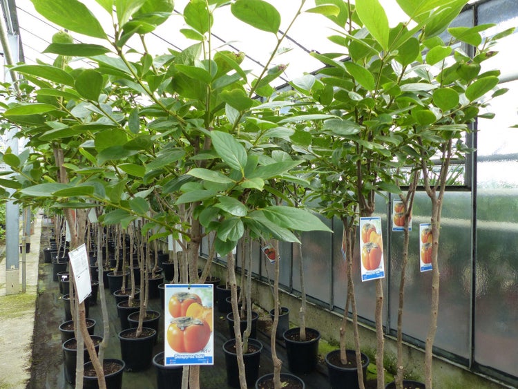 Kaki Baum 160-180 cm Sorte Rojo Brilliante Kakipflaume Pflanze