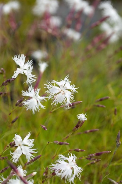 Dianthus arenarius, Sand-Nelke, weiß, ca. 9x9 cm Topf