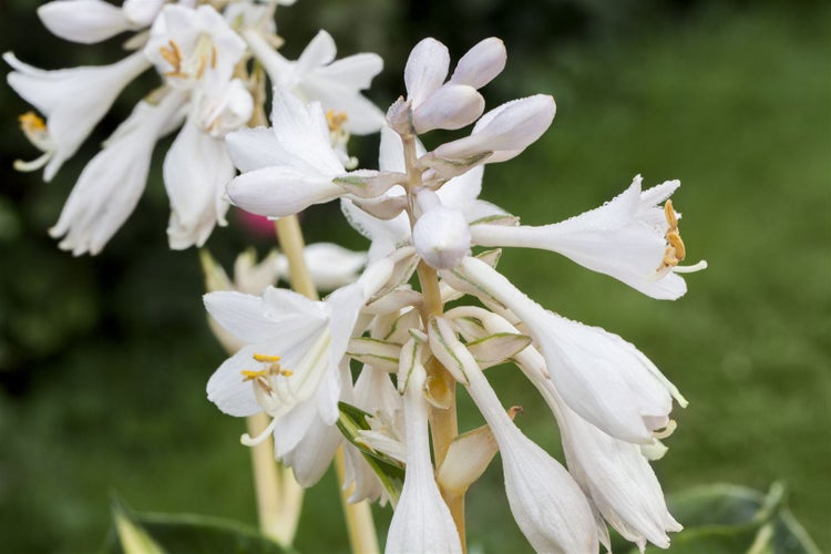 Hosta sieboldiana 'Great Expectations', Funkie, grün-gelb, ca. 11x11 cm Topf