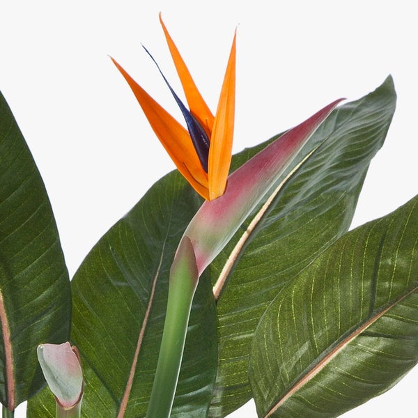 Strelitzie Paradiesvogelblume mit orange-blauer Blüte und großen grünen Blättern.