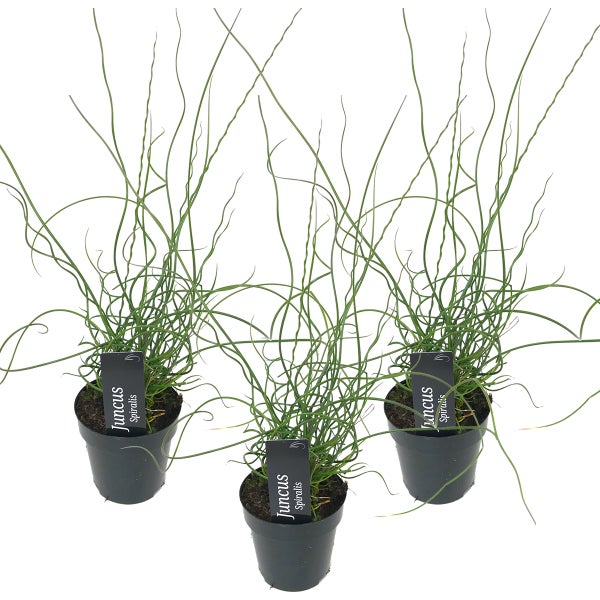 3x Juncus Spiralis – Korkenziehergras – Pflegefreundlich – Zone 1/2 – ⌀9cm – ↕30-40 cm