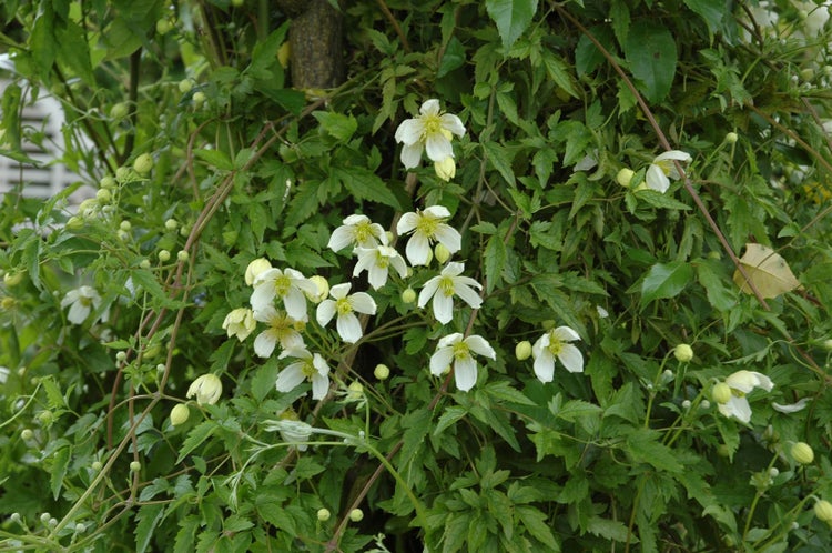 Clematis montana 'Superba', Berg-Waldrebe, rosa Blüten, 60–100 cm