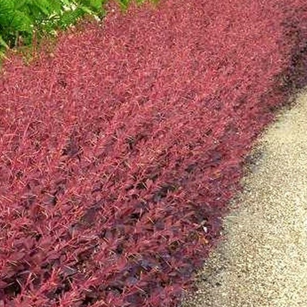 Reihe von Berberitzen im Garten