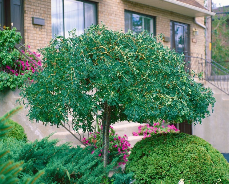 Caragana arborescens 'Pendula', Hänge-Erbsenstrauch, 125 cm Stammhöhe