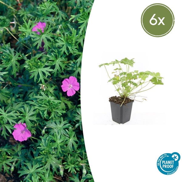 Blutstorchschnabel Geranium sanguineum im 6er-Pack mit rosa Blüten, On the way to Planet Proof zertifiziert.