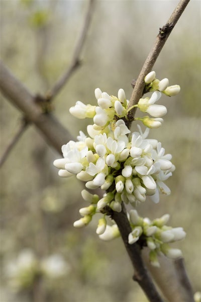 Cercis chinensis 'Shirobana', Judasbaum, weiß-rosa Blüten, 60–80 cm
