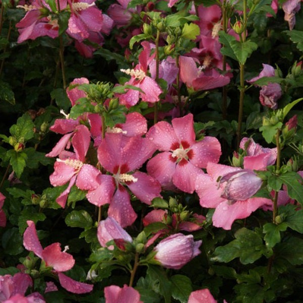 Hibiskus mit Blüten