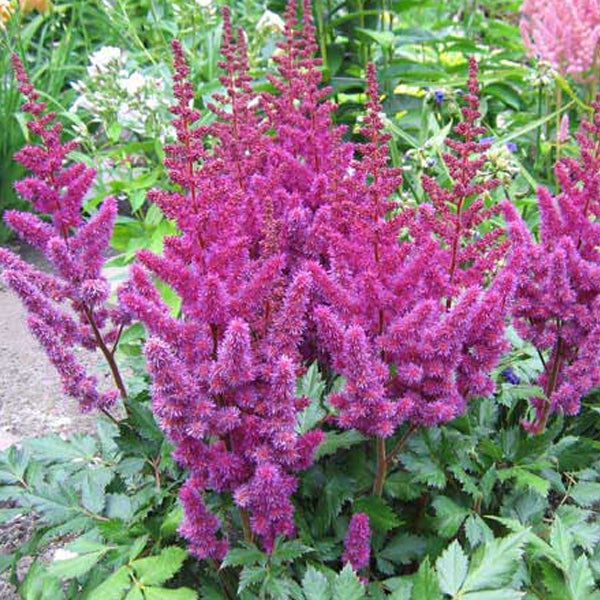 Astilbe Pflanze mit Blüte