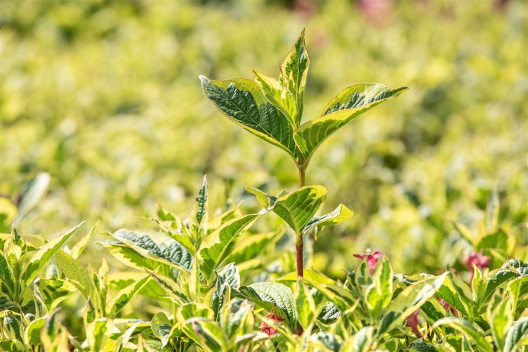 Weigela florida 'Nana Variegata', Weigelie, buntlaubig, 125–150 cm