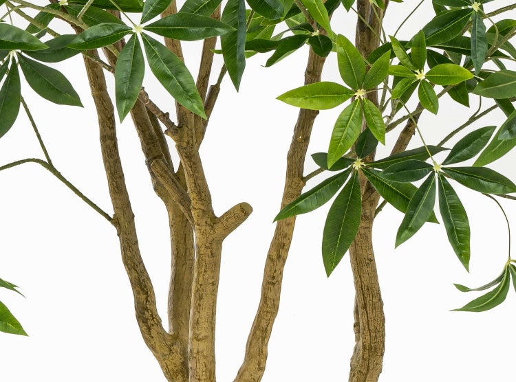 Künstlicher Pachira-Baum mit zwei Stämmen und dichter grüner Blattkrone auf quadratischem Standfuß.
