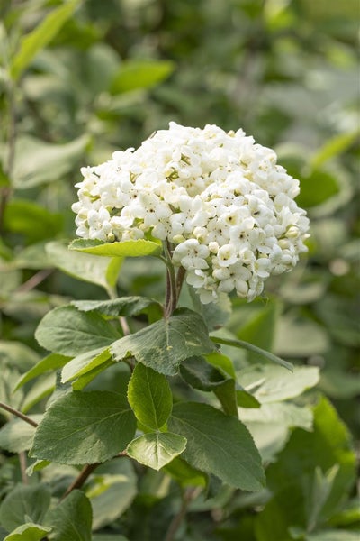 Viburnum carlcephalum, Duftschneeball, weiß, 40–60 cm