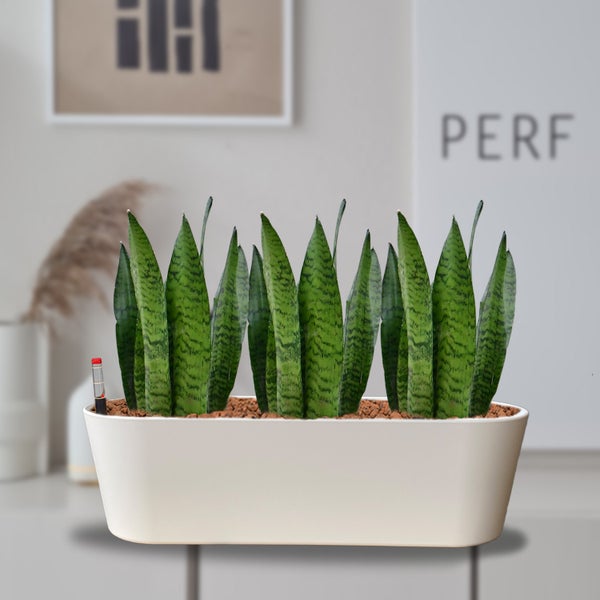 Zimmerpflanze Sansevieria im Pflanzgefäß