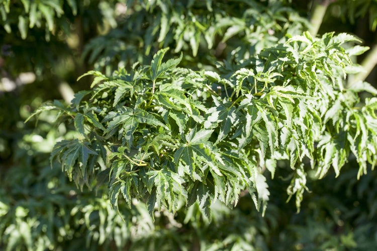 Acer palmatum 'Shishigashira', Japanischer Ahorn, 60 cm Stammhöhe