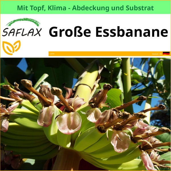 Essbanane mit Blüte und Fruchtansatz
