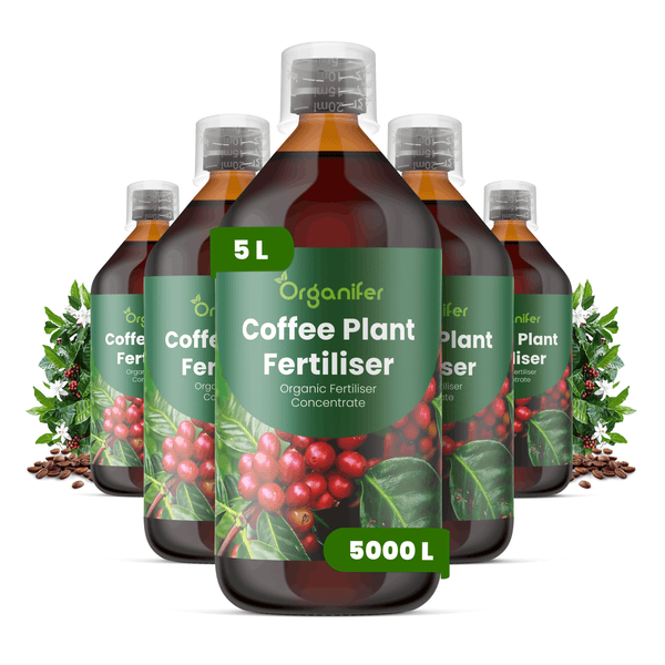 Fünf Flaschen Organifer organischer Kaffeepflanzendünger Konzentrat, insgesamt fünf Liter, mit Dosierkappen und Abbildungen von Kaffeekirschen.