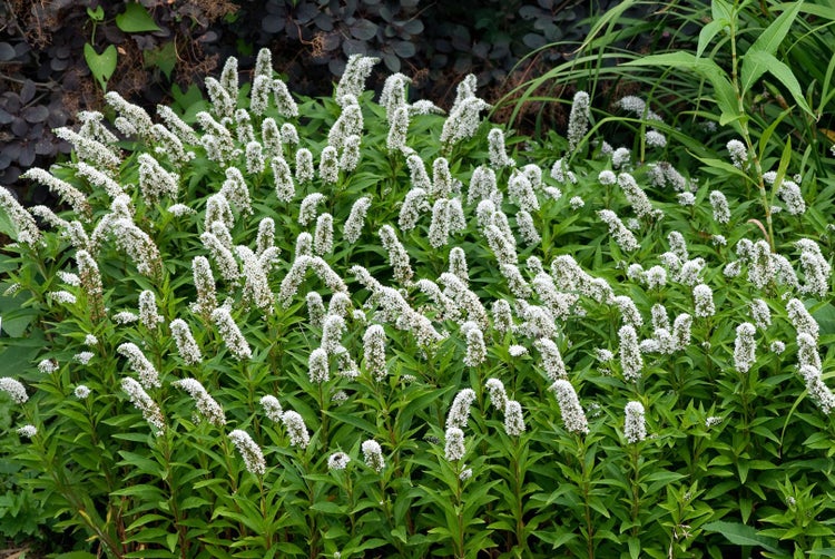 Lysimachia clethroides, Entenschnabel, weiß, ca. 9x9 cm Topf