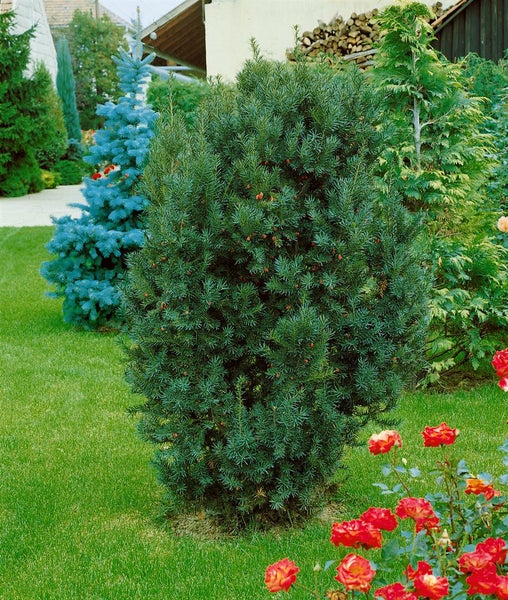 Taxus media 'Kazio', Hybrid-Eibe, immergrün, 100–125 cm