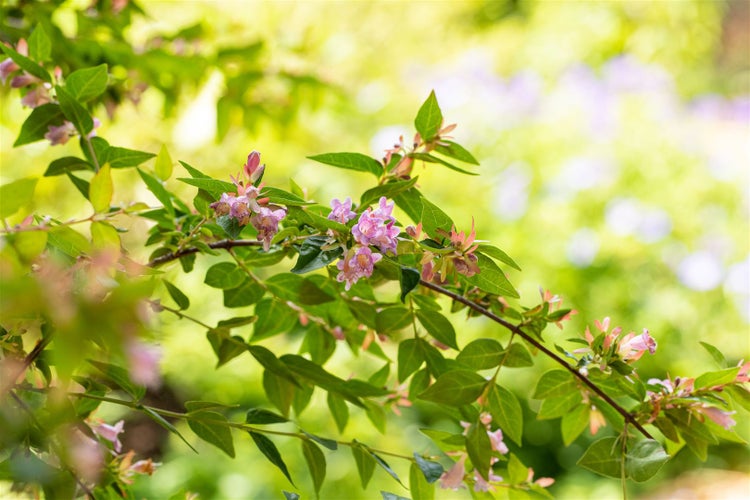 Abelia 'Edward Goucher', rosa Blüten, 40-60 cm