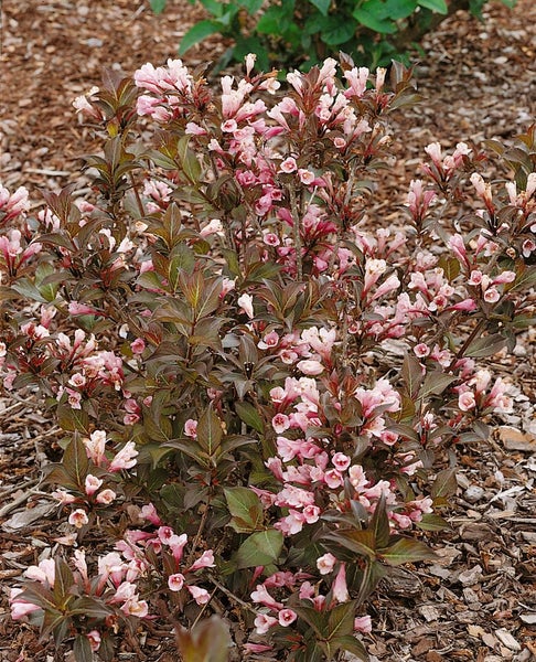 Weigela florida 'Nana Purpurea', Weigelie, purpurrot, 40–60 cm