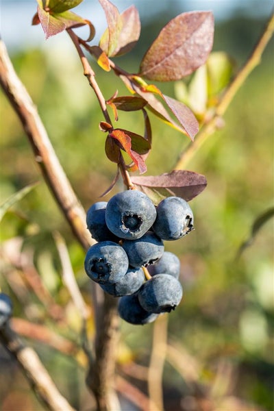 Eine Traube reifer Heidelbeeren am Strauch mit Blättern.