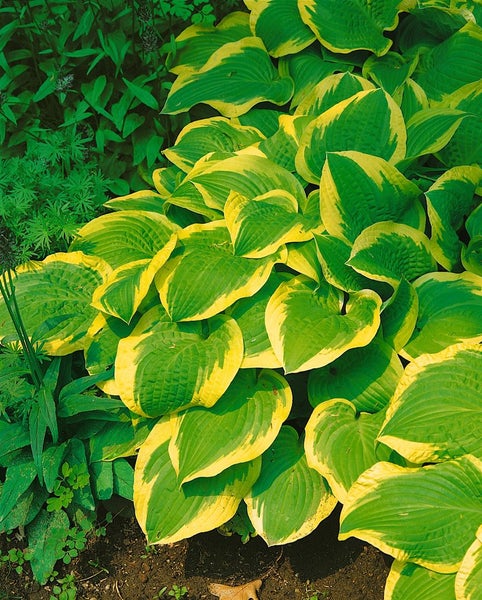 Funkienpflanze mit gelb-grünen Blättern im Garten.