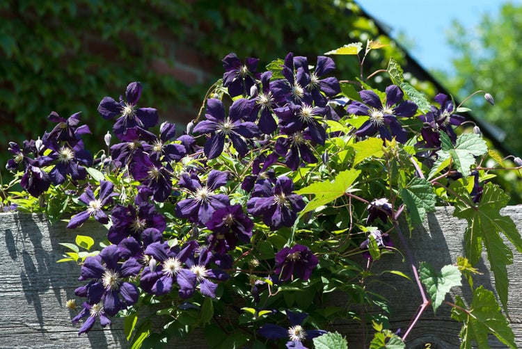Clematis viticella 'Blue Belle', Waldrebe, blau, 60–100 cm