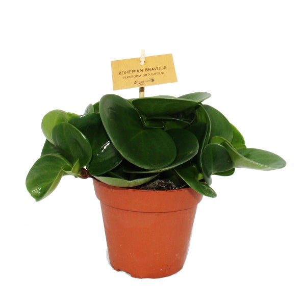 Peperomia 3er Set