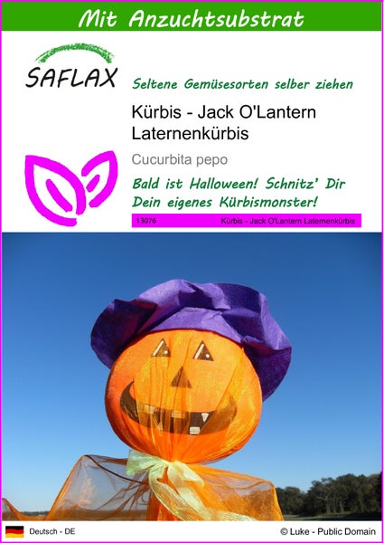 SAFLAX  - Kürbis - Jack O'Lantern Laternenkürbis - Cucurbita pepo - 10 Samen - Mit keimfreiem Anzuchtsubstrat
