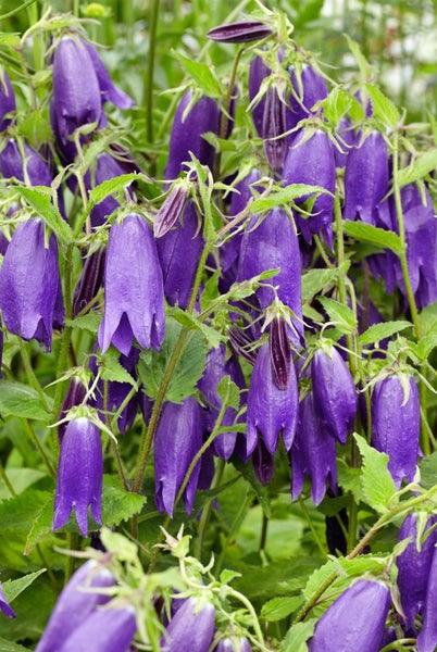 Campanula punctata 'Sarastro', Glockenblume, violett, ca. 11x11 cm Topf