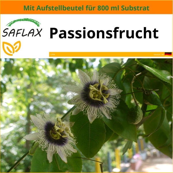 SAFLAX Garden in the bag - Passionsfrucht - Passiflora edulis - 40 Samen - Mit Anzuchtsubstrat im praktischen, selbst aufstellenden Beutel