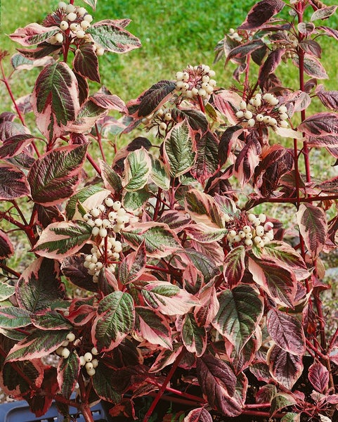 Cornus alba 'Sibirica Variegata', Hartriegel, weiß-bunt, 60–100 cm