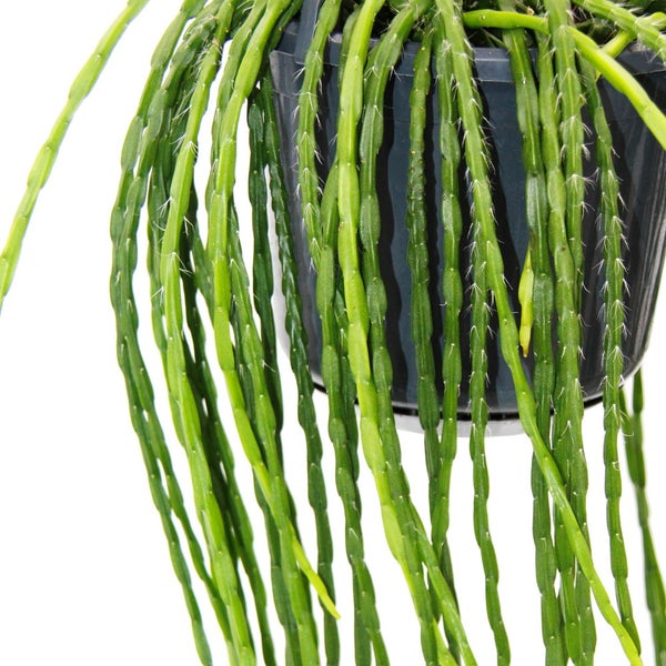 Urban Jungle Elegance - Moderne Kakteen-Ampel mit toller Blattstruktur - Rhipsalis paradoxa - 15cm