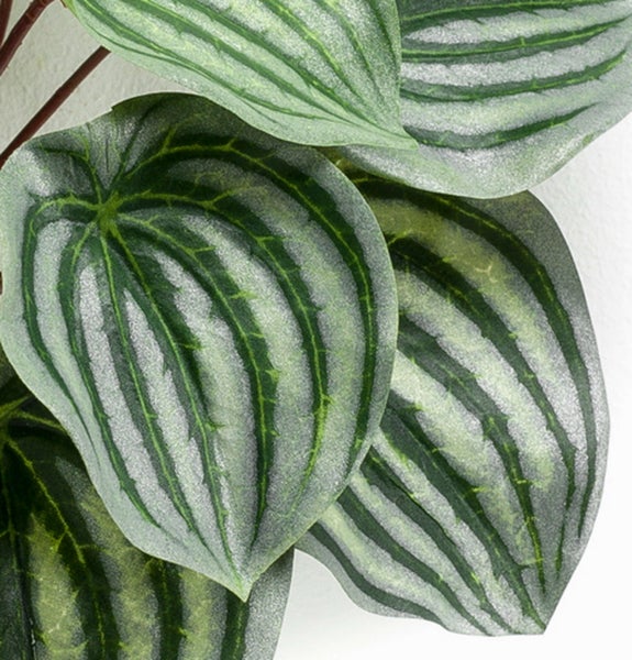 Kunstpflanze Peperomia mit silber-grün gestreiften Blättern