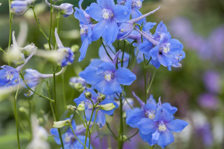 Delphinium x bellad. 'Cliveden Beauty', Rittersporn, blau, ca. 11x11 cm Topf