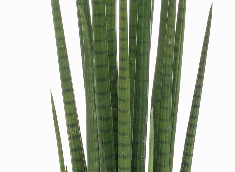 Künstliche Caladium-Pflanze in einem schwarzen Topf mit weiß-grün gemusterten, herzförmigen Blättern.