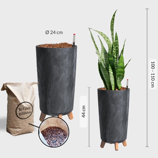 Büropflanze Hydro XL Bogenhanf in Hydrokultur | Sansevieria laurentii | Zimmerpflanze 70–80 cm hoch | Betonoptik Vase 44 cm