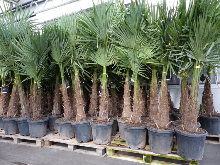 3 Stück XXL+ Palme winterhart 190 - 220 cm Trachycarpus fortunei, Hanfpalme, Top-Qualität