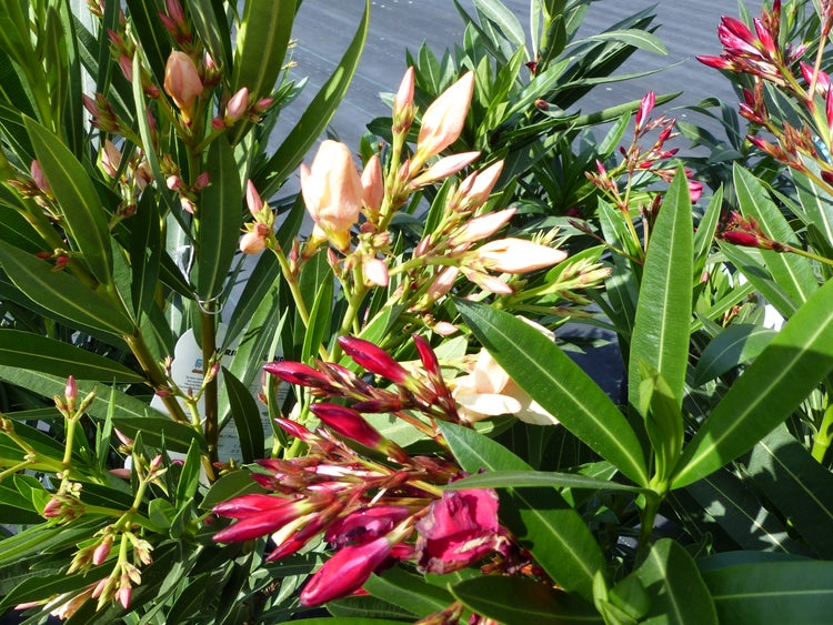 Gemaltes Bild eines blühenden Baumes