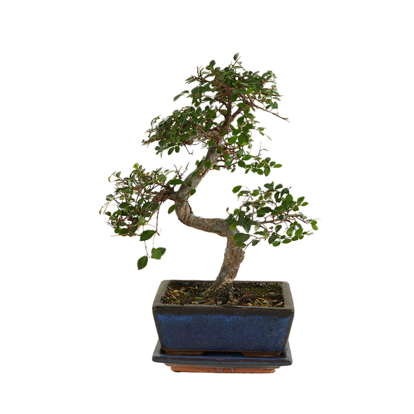 Bloomique - Bonsai Zelkova - S-Form - Bonsaibaum - Zimmerpflanzen - Höhe 20-30 cm - 15 cm breit - inklusive Keramiktopf und Schale