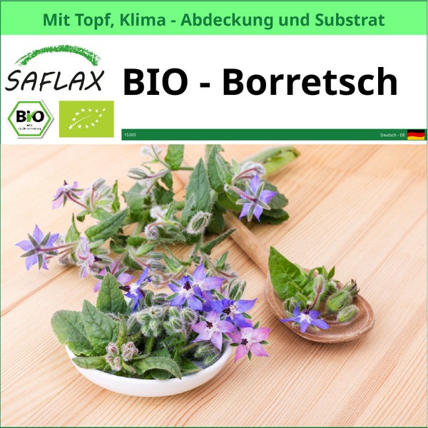 Saflax Bio Borretsch mit Topf, Klimaabdeckung und Substrat