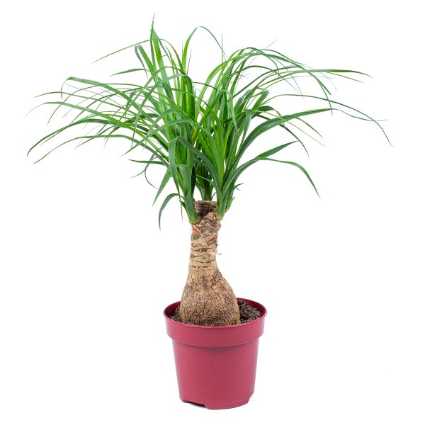 Beaucarnea 'Recurvata' | Elefantenfuß pro Stück - Zimmerpflanze im Kinderzimmertopf cm12 cm - ↕35 cm