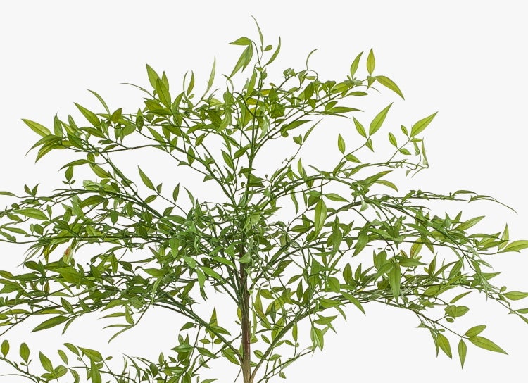 Nandina domestica mit grünen Blättern und dichten Zweigen.